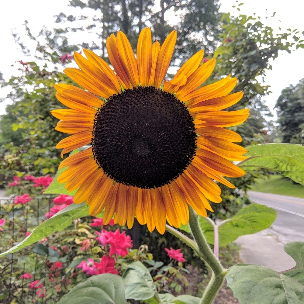 Meet your Posher, Emma